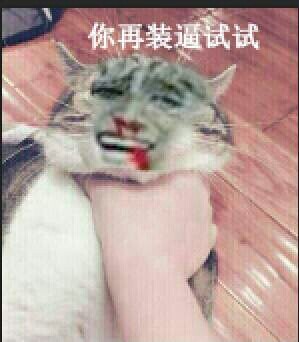 掐着猫脖子：你再装逼试试