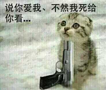 萌小猫：说你爱我、不然我死给你看。。