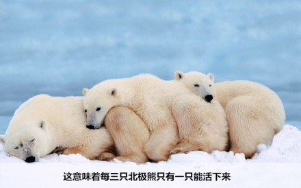 这意味着每三只北极熊只有一只能活下来