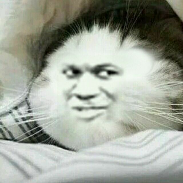 猫猫金馆长躲被子里