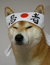 忍者（doge）