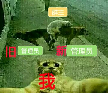 旧管理员、新管理员、群主、我（猫猫自拍）