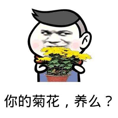 你的菊花，养么？