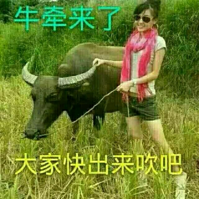 牛牵来了，大家快出来吹吧