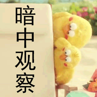 暗中观察（鹦鹉）