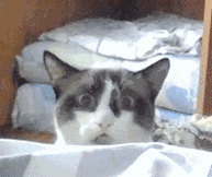 小猫看呆了