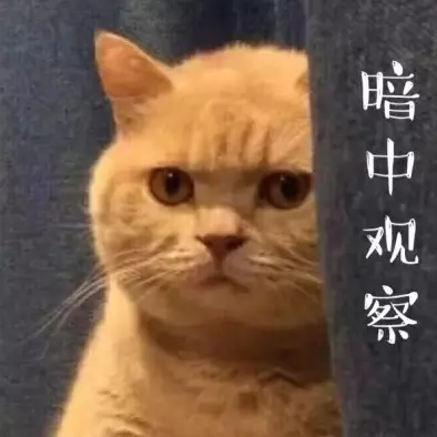 暗中观察（小猫看看你）