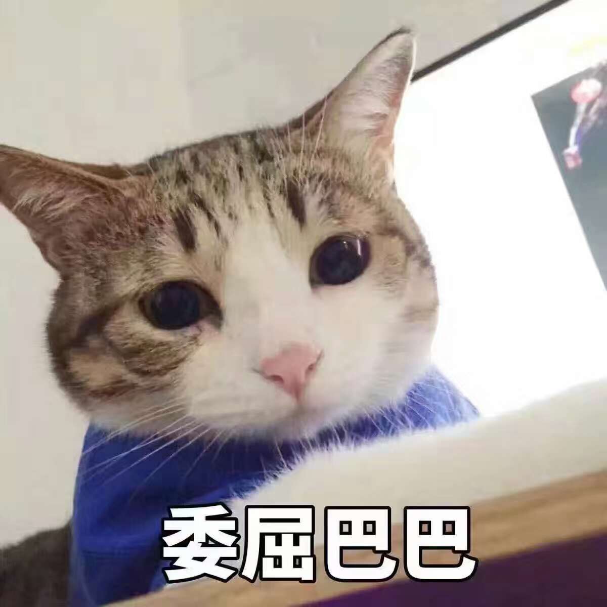 委屈巴巴