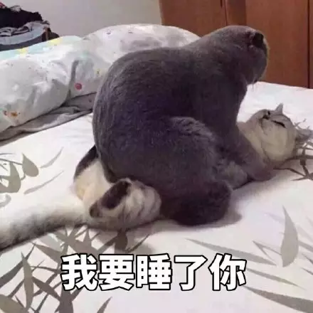 我要睡了你！（小猫）