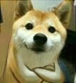 怎么样（单身狗doge）