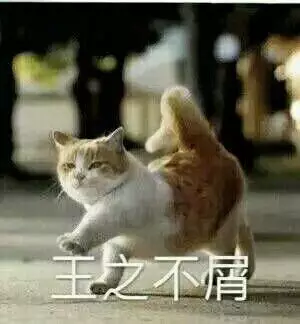 王这不屑！（小猫）