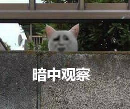 暗中观察（小猫金馆长）