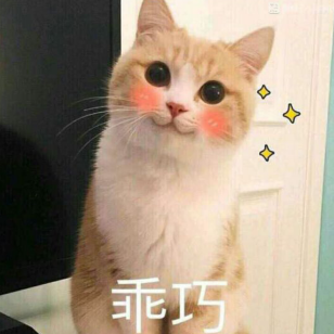 乖巧！（小猫）