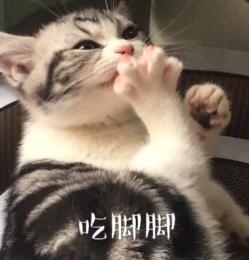 吃脚脚！（小猫）