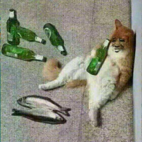 猫星人和喝啤酒