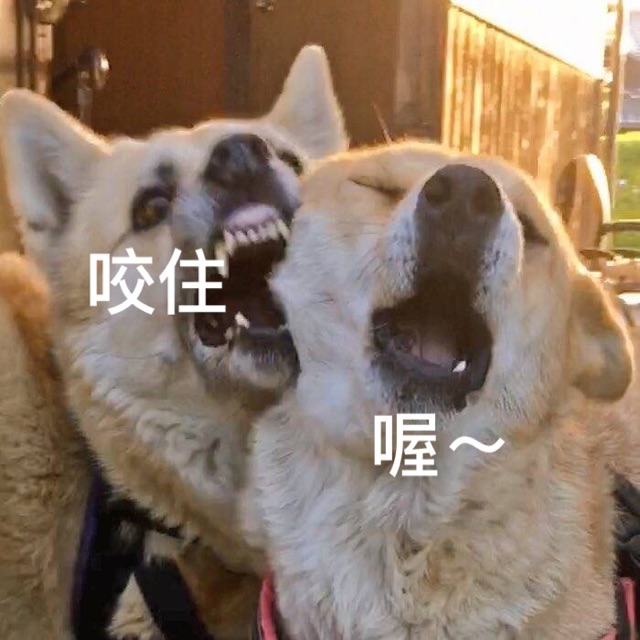 咬住！喔！