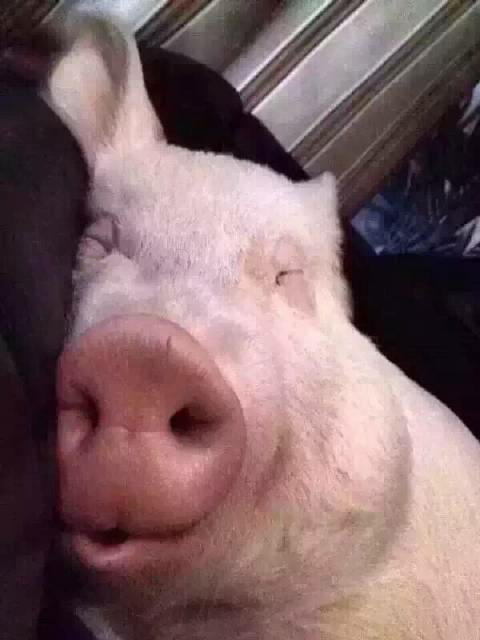 猪猪睡觉了