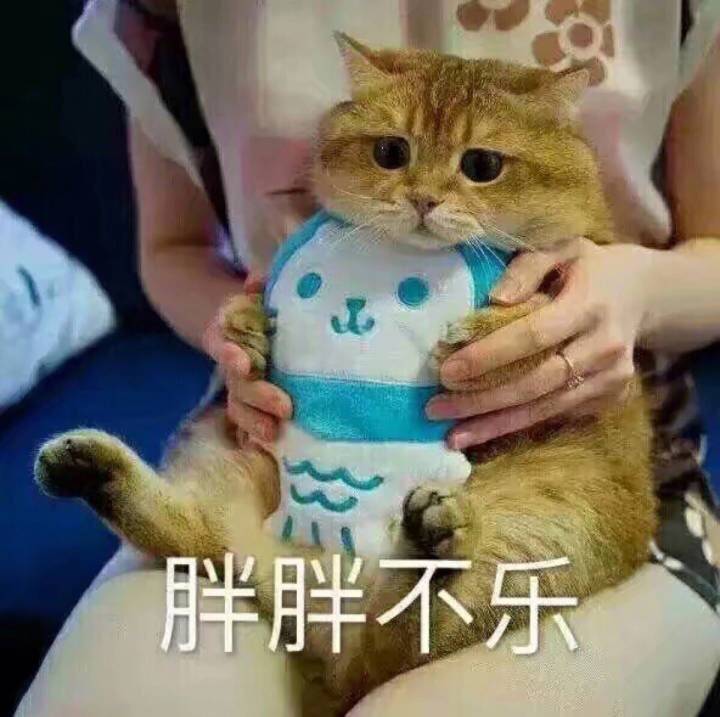 胖胖不乐