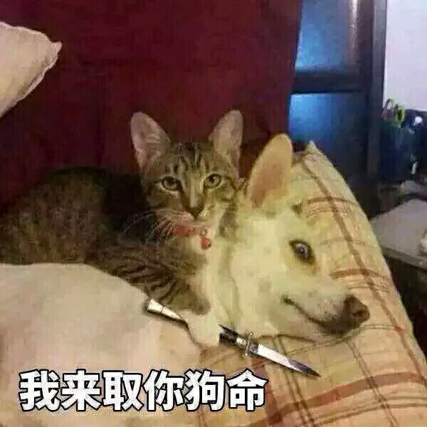 我来娶你狗命