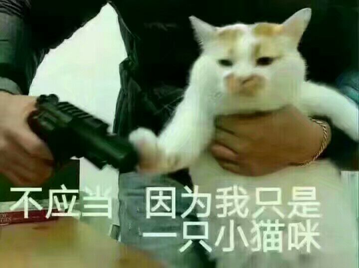 不应当，因为我只是一只猫咪