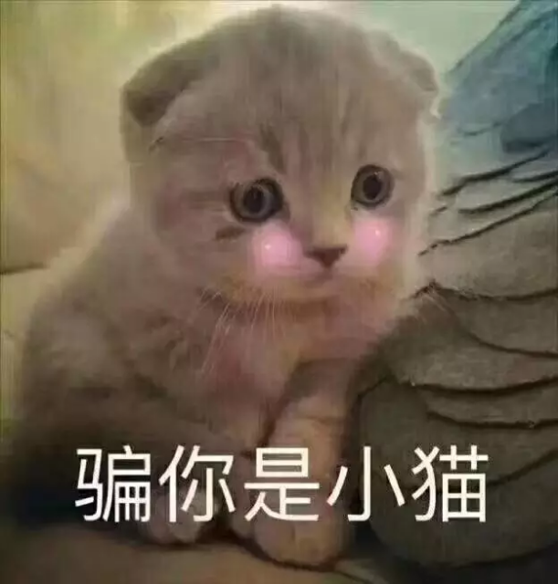 骗你是小猫