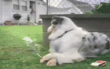 小狗抽烟