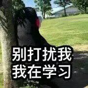 别打扰我我在学习