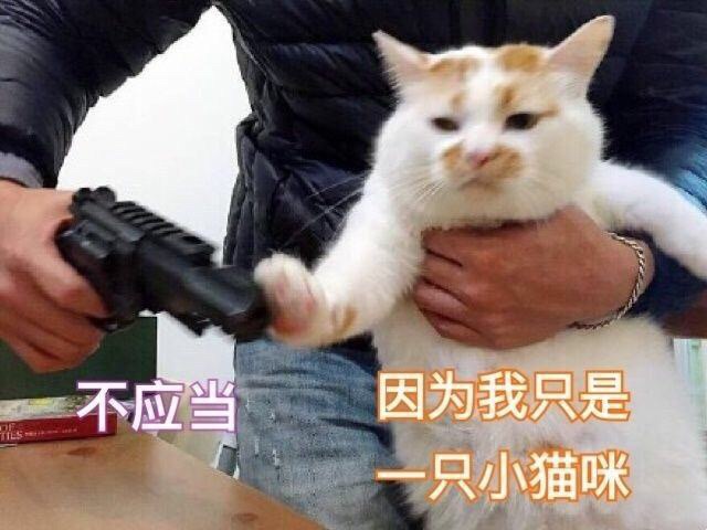 不应当这因为我只是只小猫咪