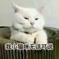 我小猫咪无话可说