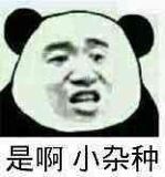 是啊小杂种