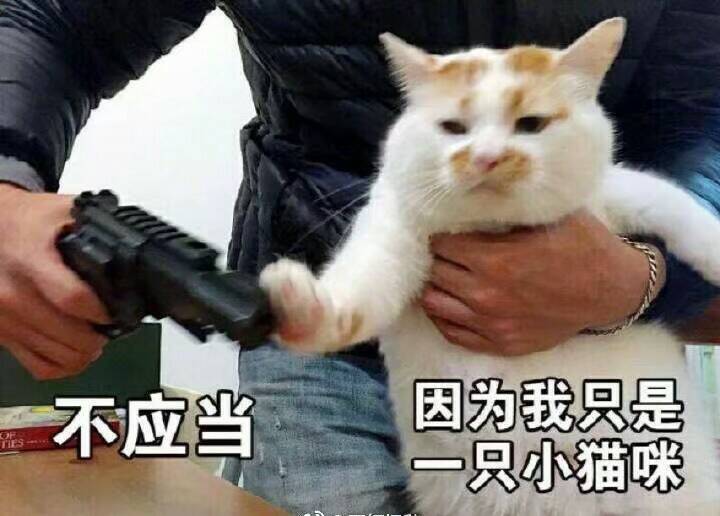 不应当因为我只是一只小猫咪