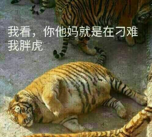 我看,你他妈就是在刁难我胖虎