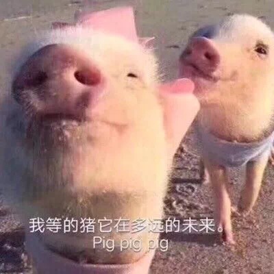 我等的猪它在多的未来 Pig pig pg