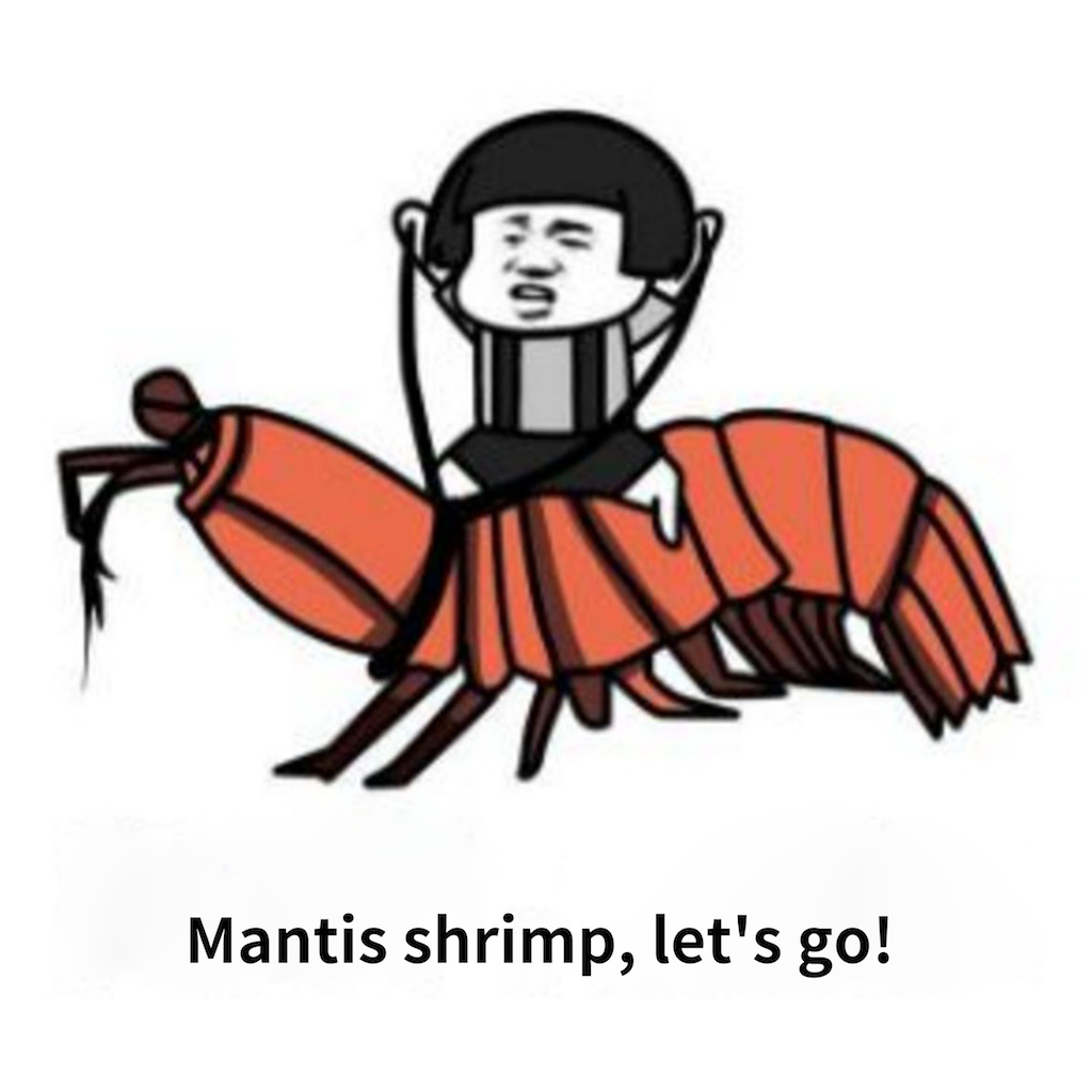Mantis shrimp , let' s go