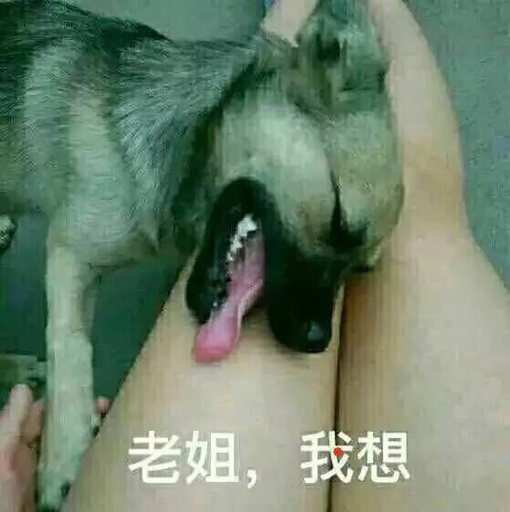 老姐,我想舔你