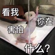 看我，你在，害怕，什么？