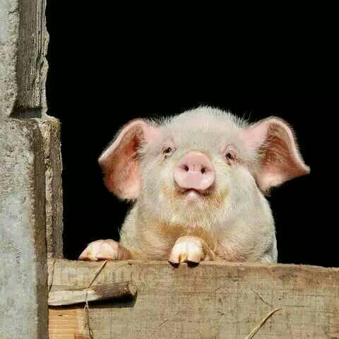可爱小猪猪
