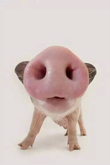 小猪 - 大鼻孔