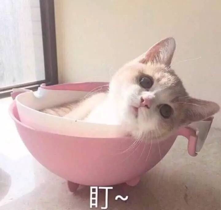 （小猫）盯