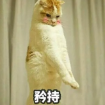 矜持小猫