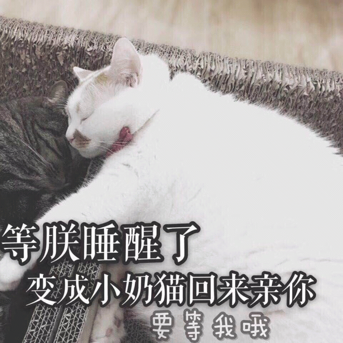 等朕睡醒了，变成小奶猫回来亲亲