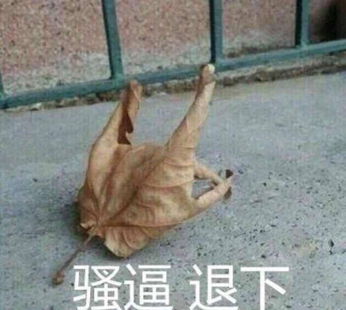 骚逼退下