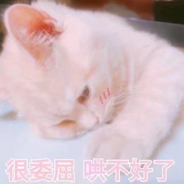 很委屈，哄不好了（小猫）