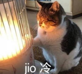 jio冷啊