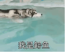 我是鱼