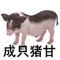 成只猪甘