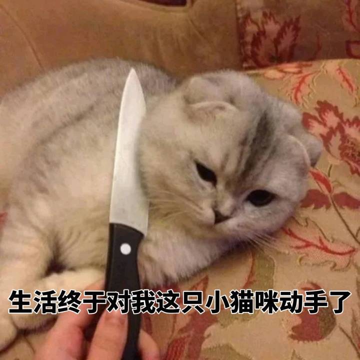 生活终于我这只小猫咪动手了