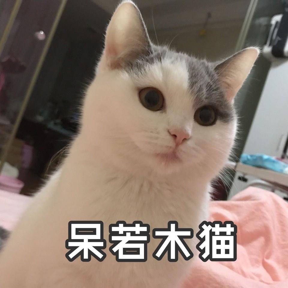 呆若木猫