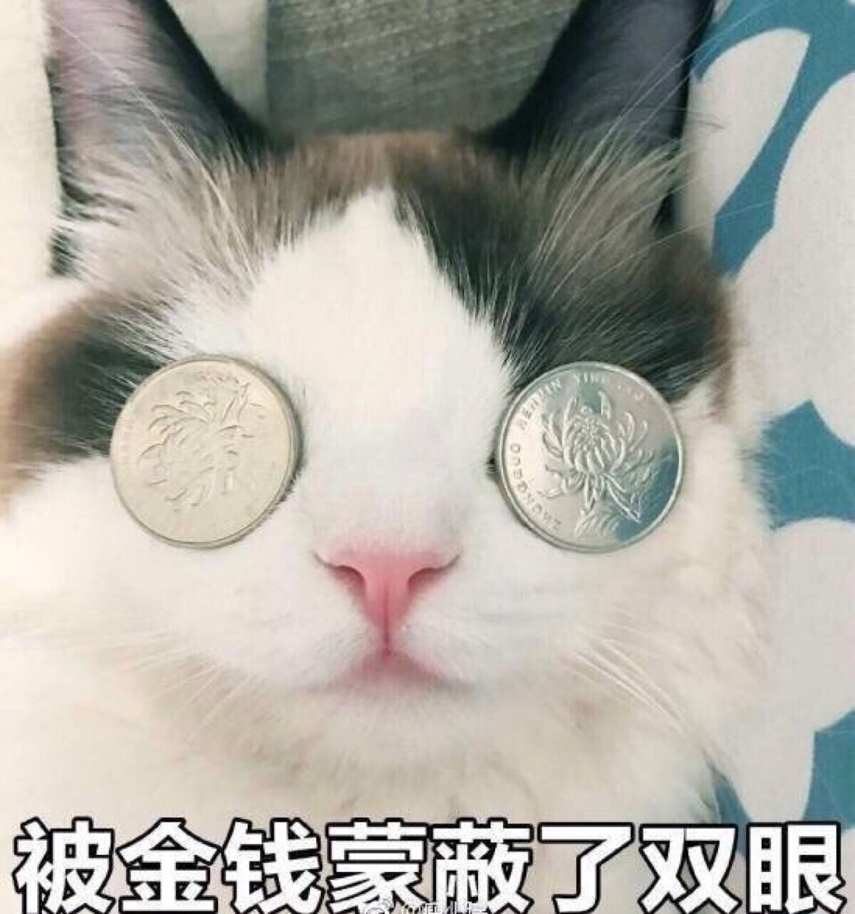 液金钱蒙酸了双眼