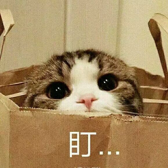 盯（小猫）